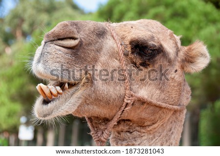 Camel in a park of Tarifa in Morocco, funny close up. A cute camel with his mouth open and his teeth