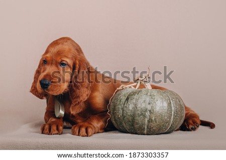 Irish red setter puppy studio photography