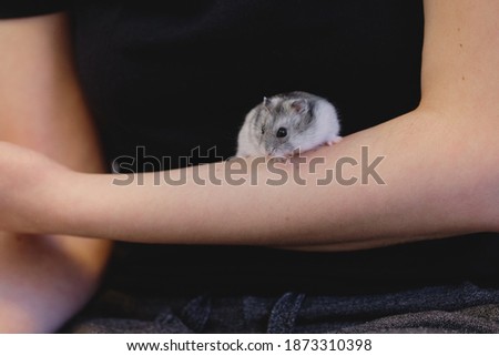 A small gray Dzungarian hamster sits in the arms of a man.