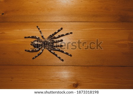 Close up of a tarantula spider against the wooden background.