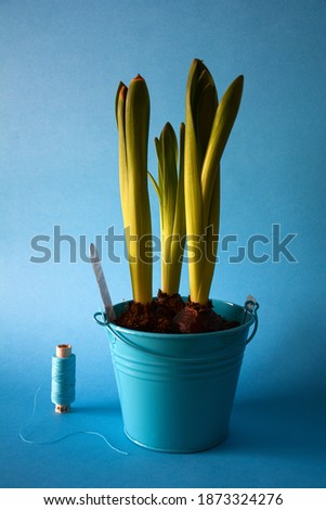 Blue hyacinth in a turquoise bucket on a blue background.
