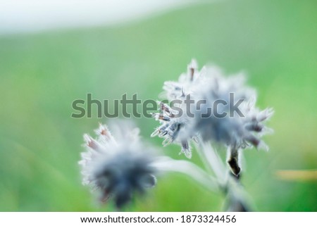 details of nature out of focus, abstract background