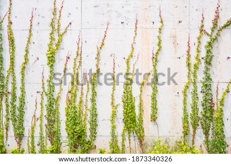 background with grey wall with ivy