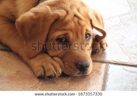 Closeup of isolated fox red Labrador retriever puppy lying on shiny brown tile floor in the sunshine looking at the camera with sad face causing forehead wrinkles in fur with shallow depth of field Royalty-Free Stock Photo #1873357330