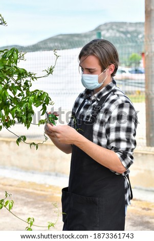 view of a young male worker wearing a surgical mask taking care of a plant using pruning shears. Safety and gardening concept.