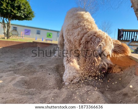 goldendoodle digging in sandbox, doggy daycare center, flying sand