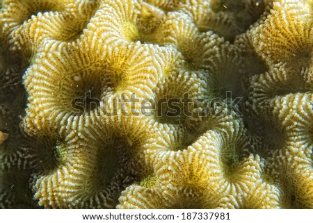 Hard coral macro detail from Raja Ampat, Papua Indonesia