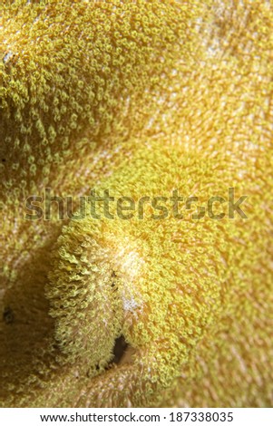 Hard coral macro detail from Raja Ampat, Papua Indonesia