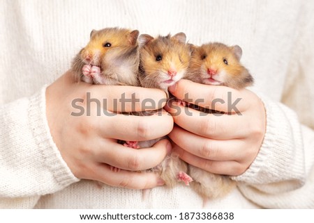 Three cute fluffy golden hamsters in the hands of a child on a light background. Triplets. Pet care concept, love for animals. A rodent with thick cheeks. Beautiful postcard with an animal theme. Royalty-Free Stock Photo #1873386838