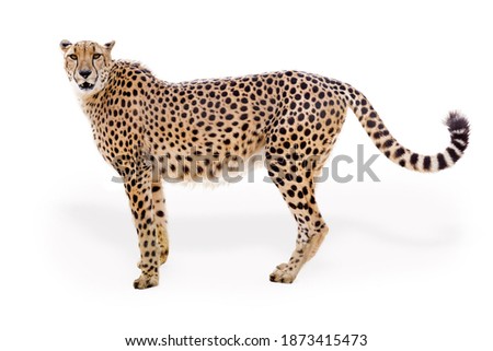 Cheetah cat facing side looking at camera. Extracted and isolated on transparent background. 