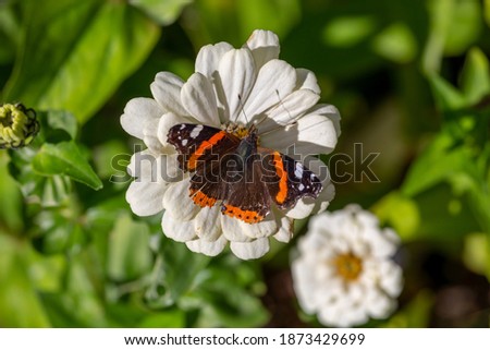 Red admiral butterfly sitting on white flower macro photography. Vanessa atalanta butterfly collects pollen from zinnia garden photography view from above.