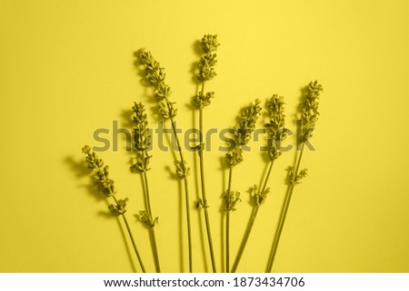 Many beautiful lavender flowers on the yellow and grey background. Trendy color. Yellow and Gray. Demonstrating Color 2021.