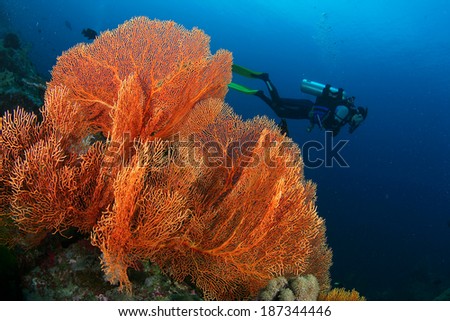 Coral Reef in Thailand