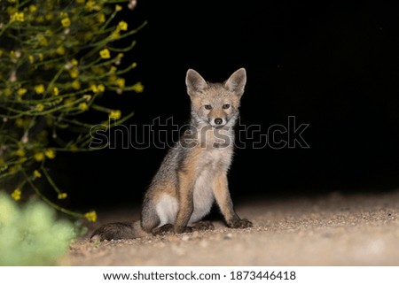 Red Fox (Vulpes vulpes) from Portugal