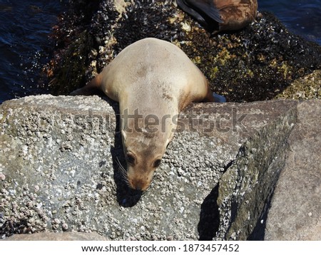 California sea lion basking in the sun, while resting upon the rocky shores of Monterey Bay, California, in the United States.