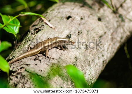 The baby monitor lizard on the tree. Newly hatched monitor lizard on tree.