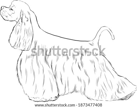 American Cocker Spaniel dog art illustration 