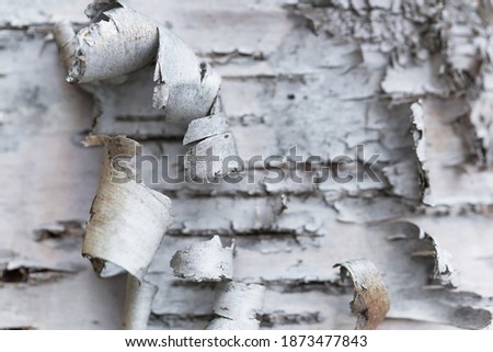 Natural background. Rosewood bark. Birch birch bark. Closeup with shallow depth of field. Royalty-Free Stock Photo #1873477843