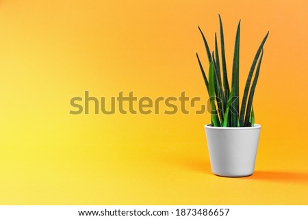 One cactus succulent plant in gray pot on pastel gradient terracotta illuminating orange and yellow background. Environment friendly summer or spring time minimal design concept with copy space