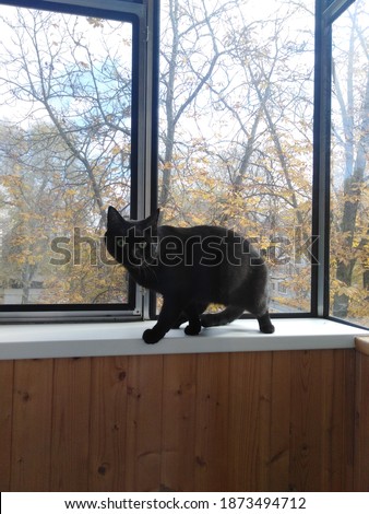 A black cat looking from the balcony sill