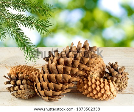image of festive spruce cones close-up 