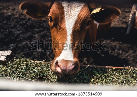 Cows on the form. Milk, meat production. Household animals. meat production