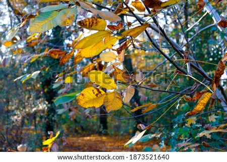 The leaves on the branch are painted in beautiful autumn colors