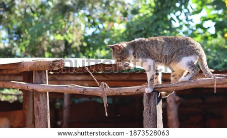 cat about to jump from a roof