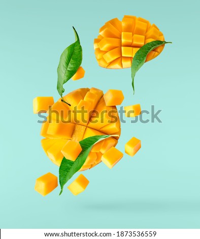 Fresh ripe mango with leaves falling in the air isolated on turquoise background. Food levitation concept. High resolution image Royalty-Free Stock Photo #1873536559