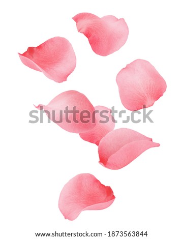 Falling Rose petal, isolated on white background, clipping path, full depth of field Royalty-Free Stock Photo #1873563844
