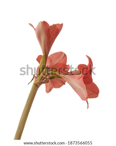 Blooming small-flowered Multiflora Hippeastrum (amaryllis)" Pink Garden"on white background isolated