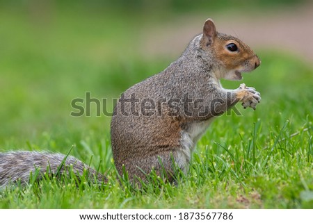 Portrait of an eastern grey squirrel (sciurus carolinensis) eating a nut