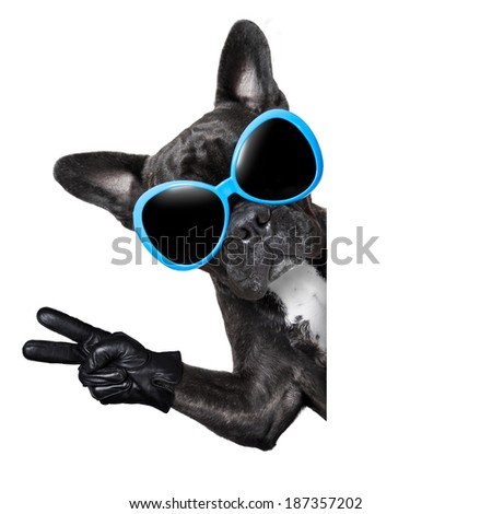 cool dog behind white blank banner or placard with peace and victory fingers