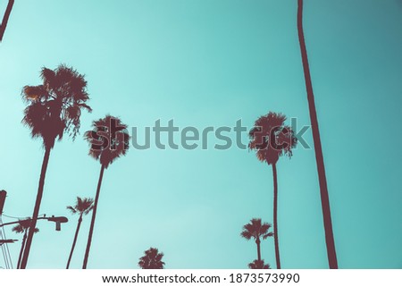 Tall Palm trees along road in California