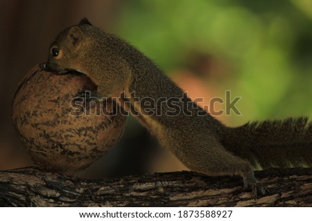 Squirrels are a class of small mammals. The squirrel in this photo is playing with a coconut stuck in a tree on the beach of Kuta Bali.