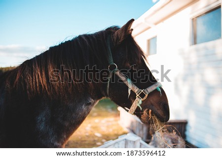 young newfoundland pony horse in grassy field