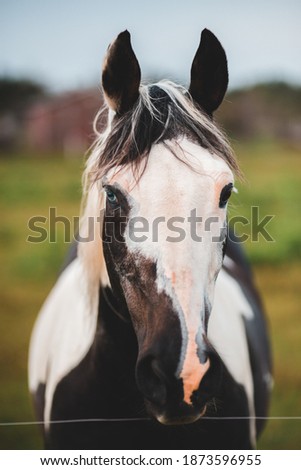 young newfoundland pony horse in grassy field