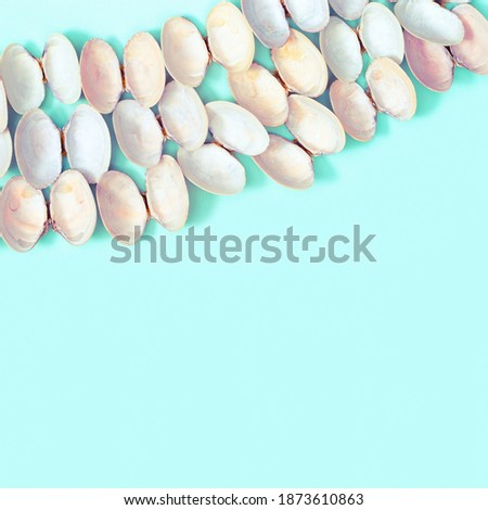 Natural round seashells on blue paper. Summer design background with shells pastel colors with copy space