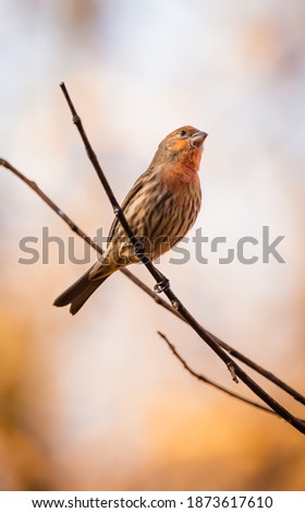Orange House Finch about to leap Royalty-Free Stock Photo #1873617610