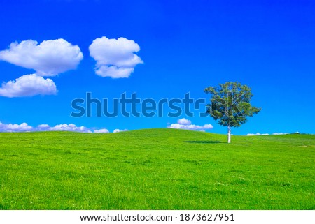 Landscape with a birch tree and a meadow with flowers in early summer. Royalty-Free Stock Photo #1873627951