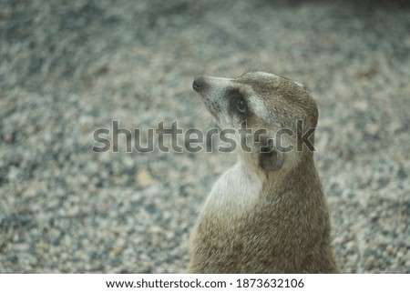 Close up of adorable meerkat