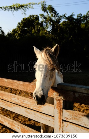 
White horse in old stable with tree background.
