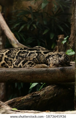 jaguar who is fast asleep during the day