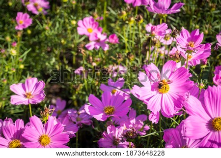 Pink cosmos flowers blooming in the garden
