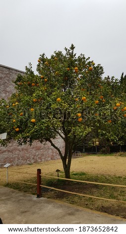 a pic of an orange tree in Jeju