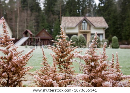 Dry autumn flowers in garden and country house with green lawn in background of forest on frosty autumn day. Natural landscape in winter. Beauty of nature concept.