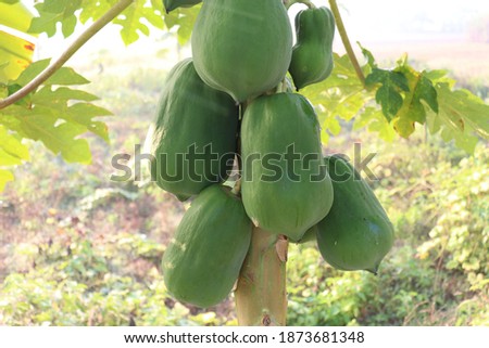 healthy green raw papaya stock on tree in farm