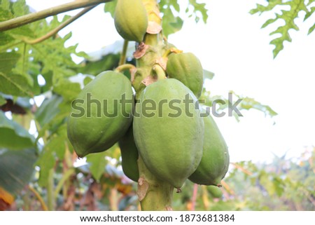 healthy green raw papaya stock on tree in farm