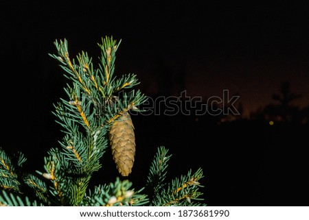 Top of a Christmas tree with pine cone and snow at night with copy space. Christmas night mystery concept