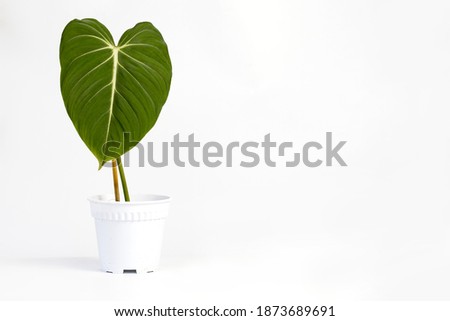 Philodendron Gloriosum potted house plant isolated on white background. Soft focus image.